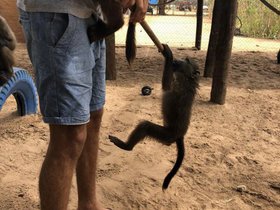 Baboon Playtime.JPG